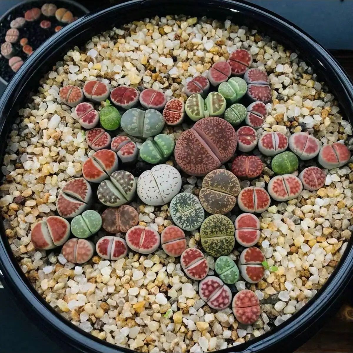 1szt-250g Naturalne kryształy  – Bonsai Rock Garden recenzja i cena